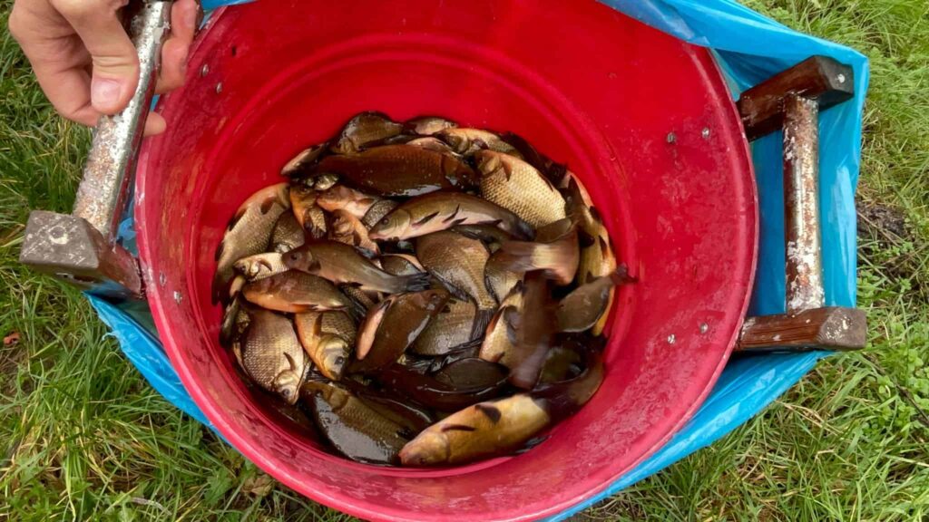 Gmina Komorniki Radni Stawy Zarybianie Wybory2024